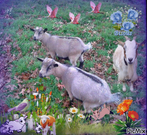 les petites chèvres - Бесплатный анимированный гифка