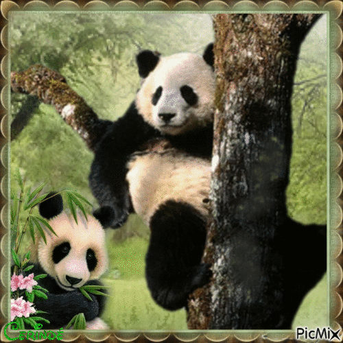 Panda  sous les tropiques - Ingyenes animált GIF