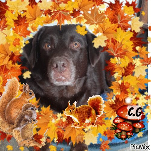 Cookie en automne - Ilmainen animoitu GIF