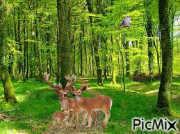 la nature - Bezmaksas animēts GIF