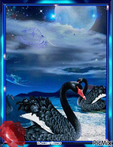 Black Swan - Darmowy animowany GIF