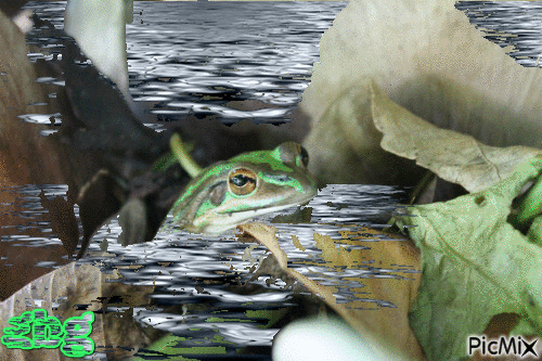 Ma grenouille! - GIF animé gratuit