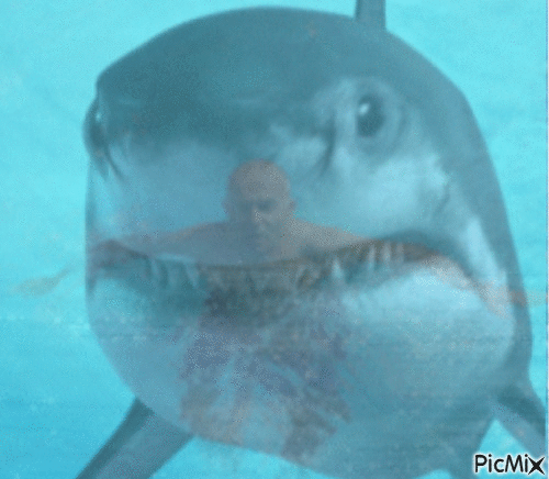 cápa - Besplatni animirani GIF