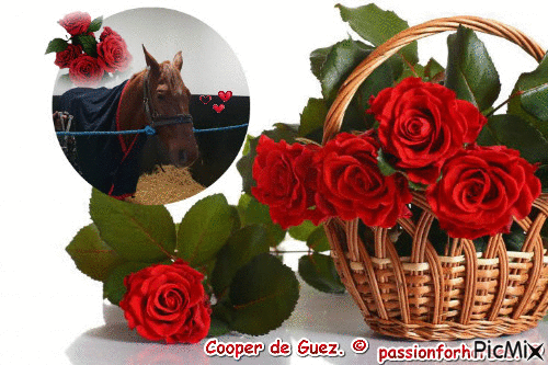 Le champion Cooper de Guez. © - Ingyenes animált GIF