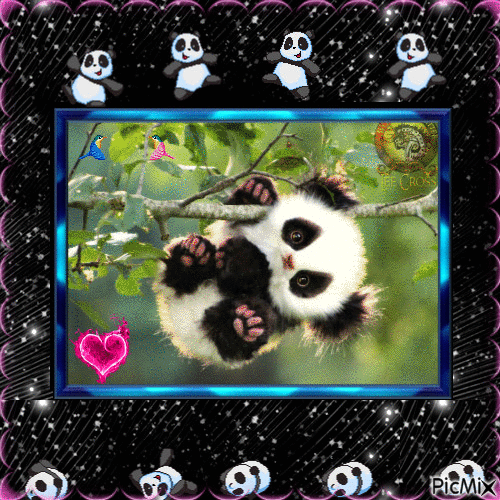 concours panda !!!! - Darmowy animowany GIF