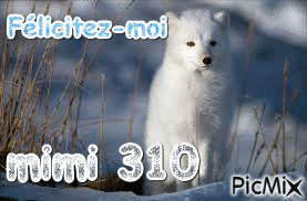 loup des neiges - Ilmainen animoitu GIF