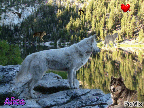 mes amours les loups - Animovaný GIF zadarmo