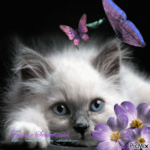 Le Chat et les Papillons - Free animated GIF