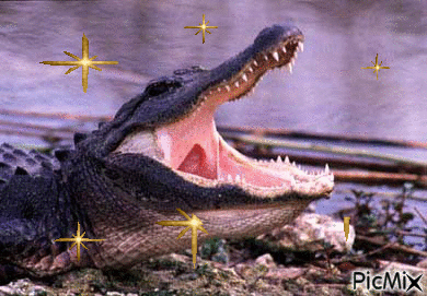 Крокодильчик - Gratis animeret GIF