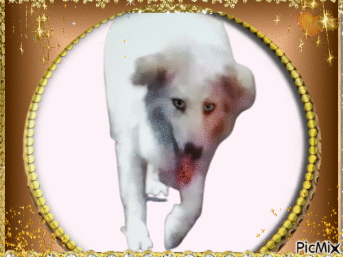 amazing dog - Безплатен анимиран GIF