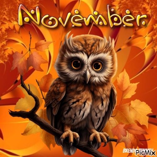 November owl - PNG gratuit