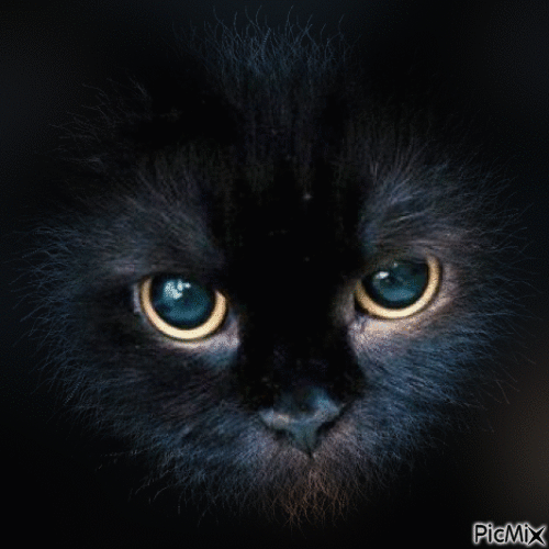 adorable chat noir 2 - GIF animado gratis