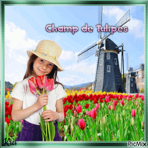 Champs de tulipes - GIF animé gratuit