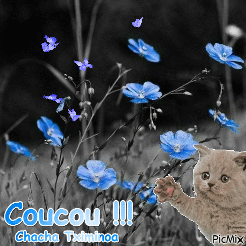 Coucou - Darmowy animowany GIF