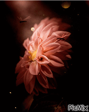 peach flower - Zdarma animovaný GIF