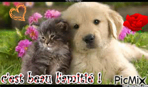 comme chien et chat ! - GIF animado grátis