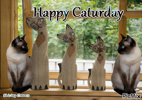 Happy Caturday - Animovaný GIF zadarmo