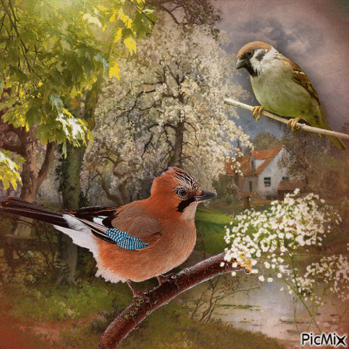 Frühling und Vögel - GIF animé gratuit