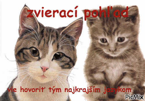 mačky - Ingyenes animált GIF