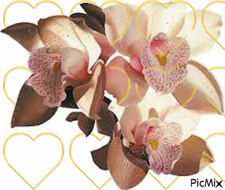 орхидея - Бесплатни анимирани ГИФ