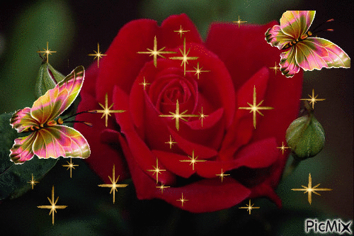 rose with butterfly - GIF animé gratuit