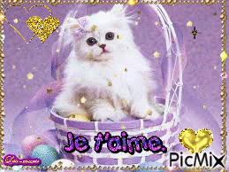Le chat dans son panier - Free animated GIF