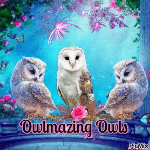 owl cover - zdarma png