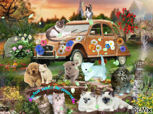 histoires de chats et de voiture - Gratis geanimeerde GIF