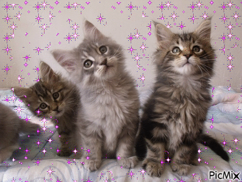 les trois petits chatons - Gratis animeret GIF