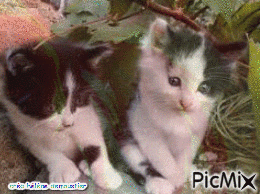 chatons et chiot - GIF animé gratuit