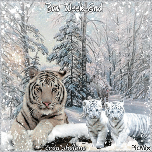 Tigres et hiver - GIF animé gratuit