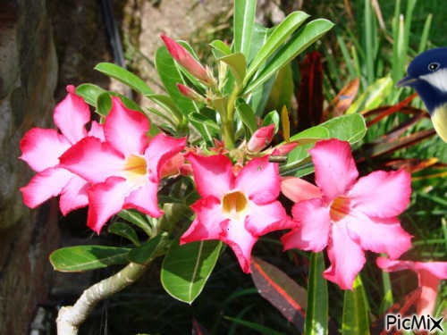 bali  flower - besplatni png