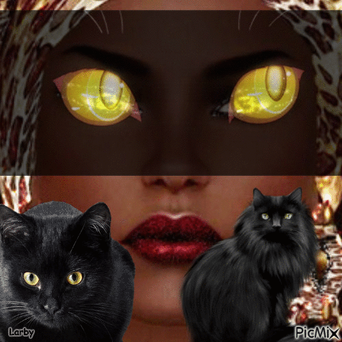 Chat noir !!!! - GIF animate gratis