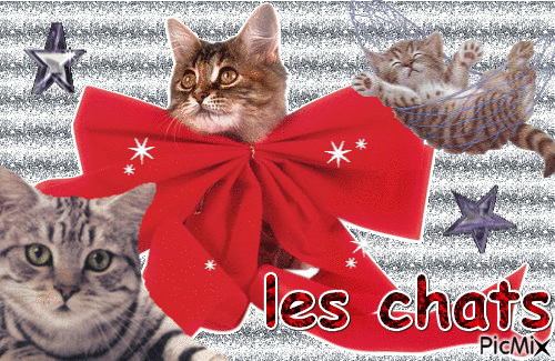 les chats - Free animated GIF