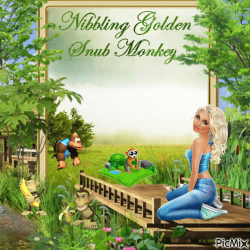 Nibbling Golden Snub Monkey - Free animated GIF
