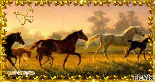 Cavalos - Darmowy animowany GIF