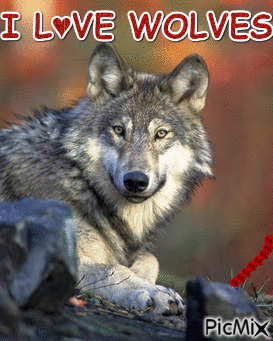 Ich Liebe Wölfe - Darmowy animowany GIF