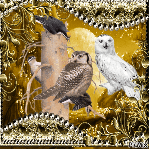Owls. - Free animated GIF