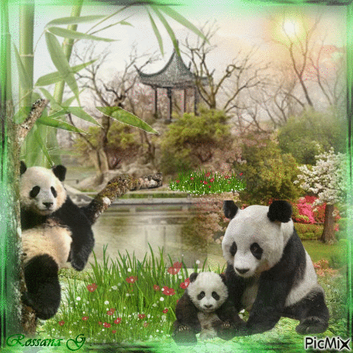 Le jardin chinois des pandas - Безплатен анимиран GIF