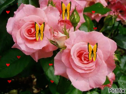 amo rosas - Besplatni animirani GIF