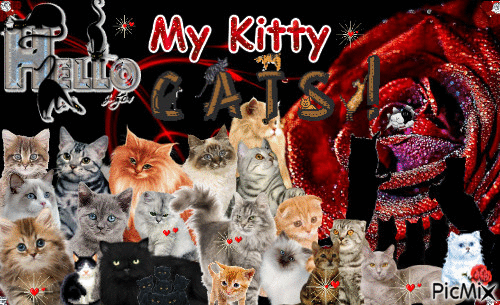 Hello My Kitty Cats - Free animated GIF