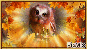 Baby Autumn Owl! - Bezmaksas animēts GIF