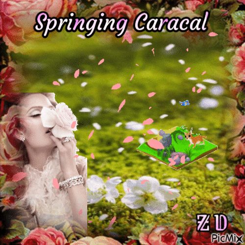 Springing Caracal - GIF animado gratis