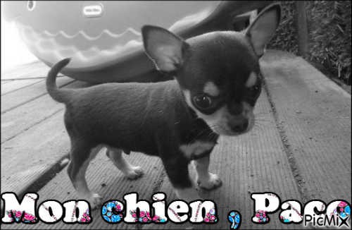 Paco , Mon chien - PNG gratuit