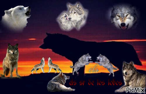 el sr de los lobos - darmowe png