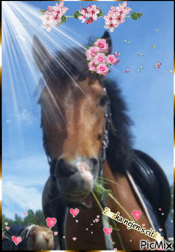 kůň - Zdarma animovaný GIF