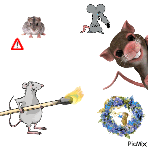 pretty litte rats - Free animated GIF