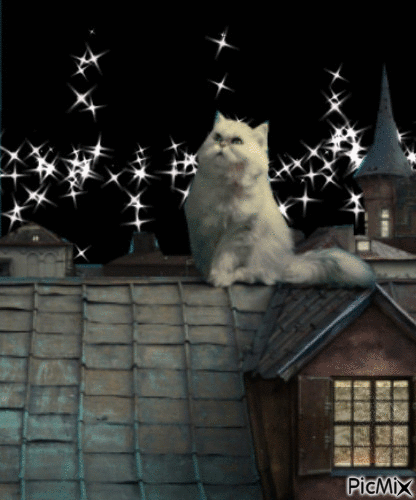 cat on the roof top - Бесплатный анимированный гифка