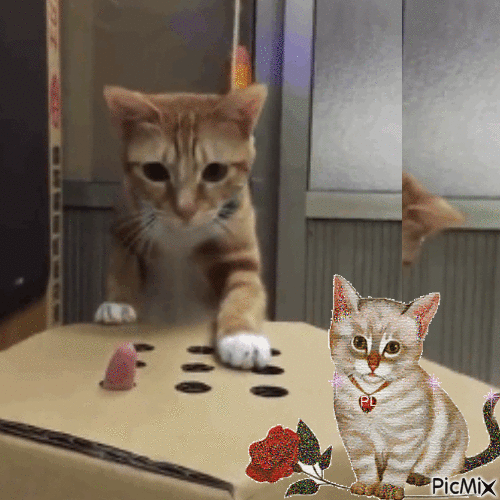 Macskák viccesek - GIF animado gratis