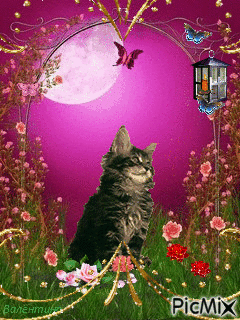 Un gatito y mariposas - Gratis animeret GIF